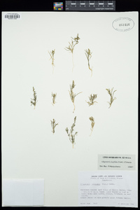 Oligomeris linifolia image