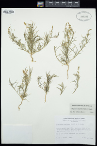 Oligomeris linifolia image