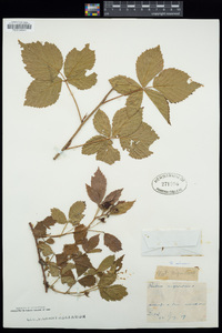 Rubus setosus image