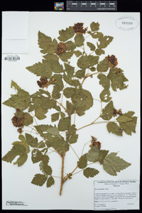 Rubus spectabilis image