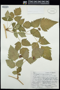 Rubus spectabilis image