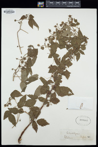 Rubus strigosus image