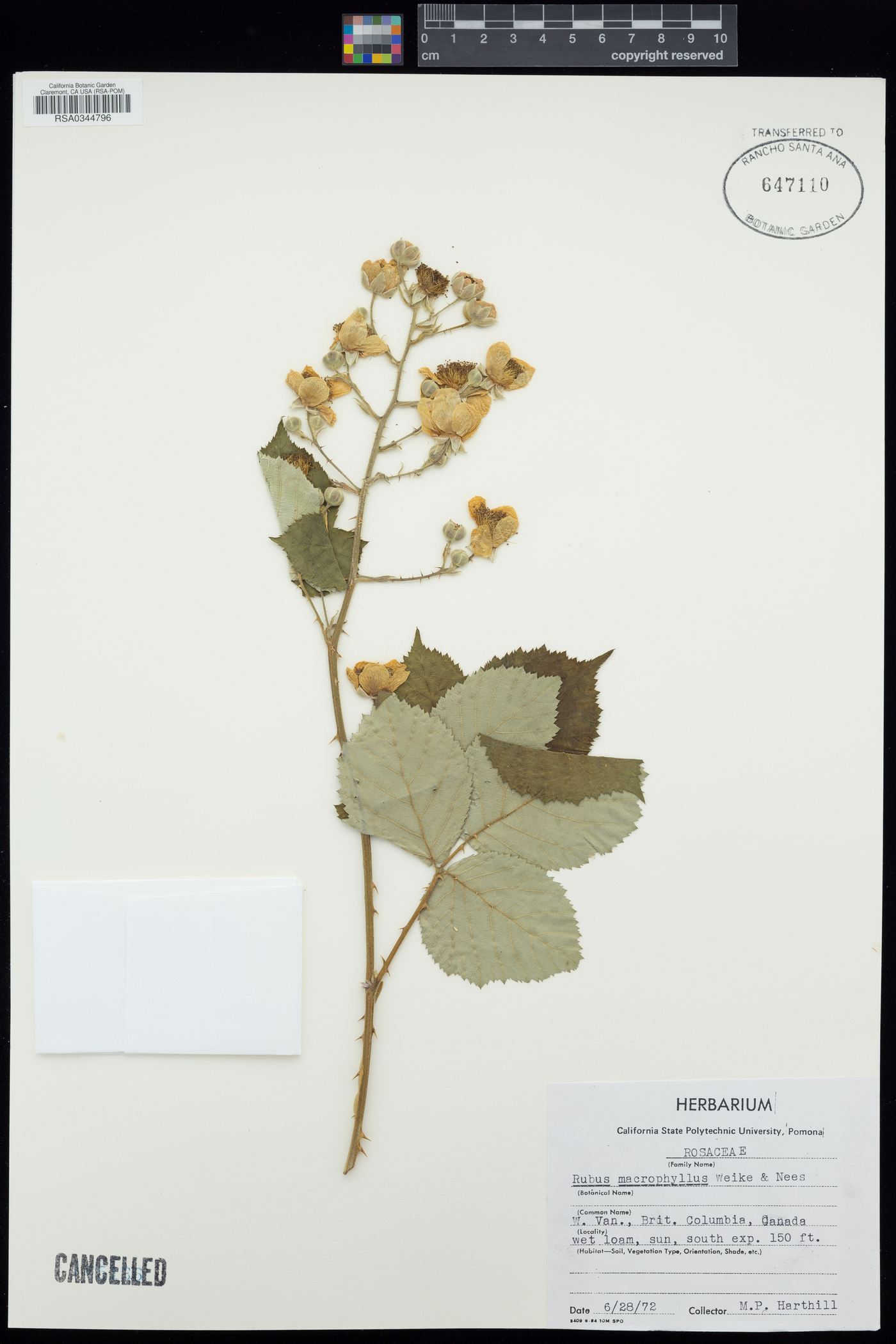 Rubus macrophyllus image