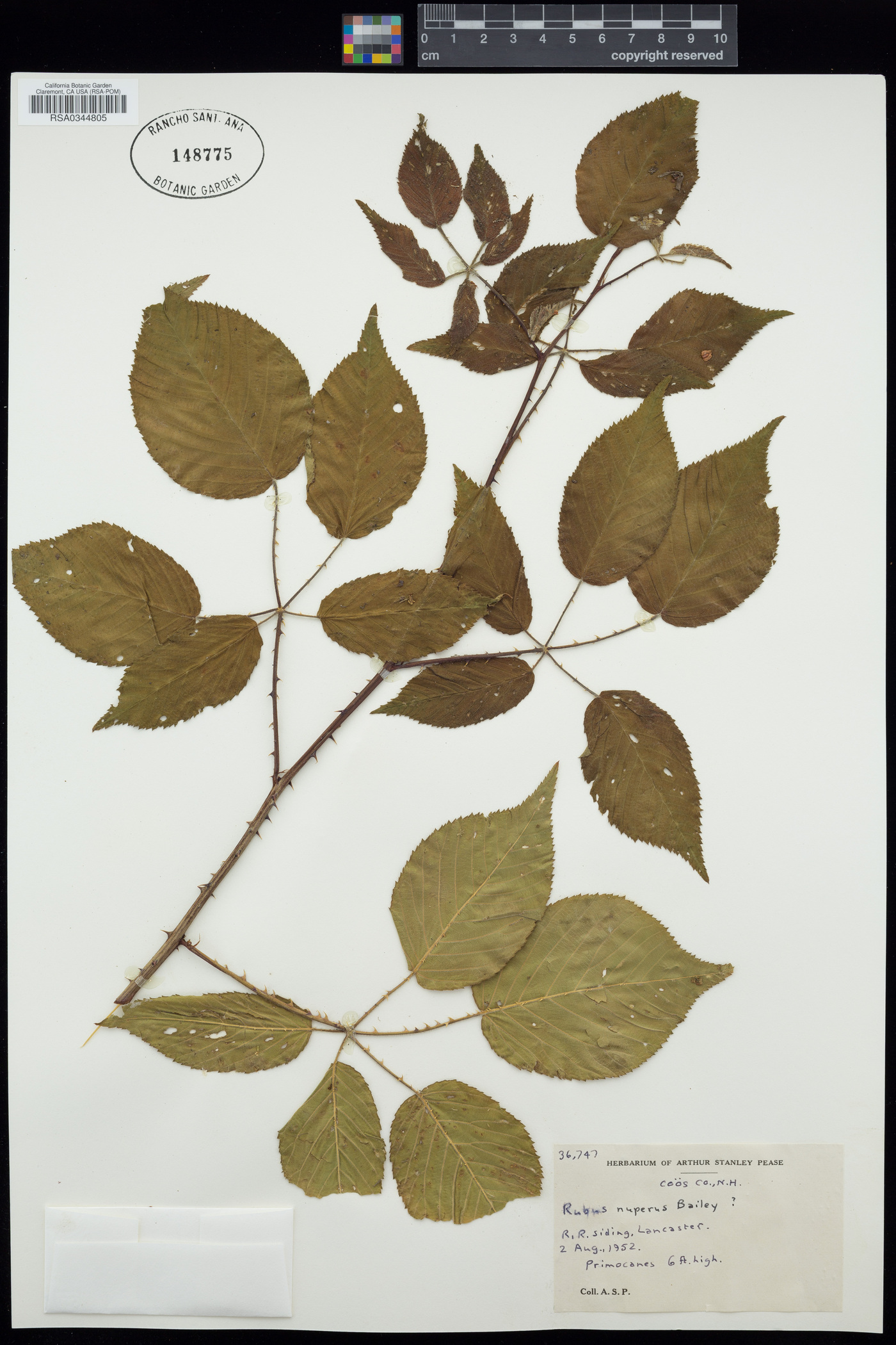 Rubus nuperus image