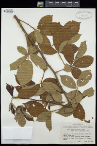 Rubus texanus image
