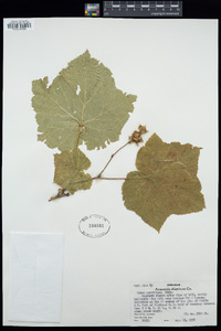 Rubus parviflorus image