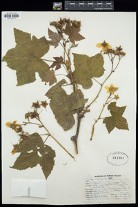 Rubus parviflorus image