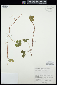 Rubus pedatus image