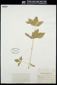 Rubus pubescens image