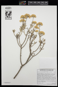 Ericameria parishii image