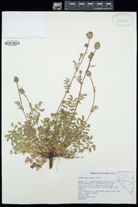 Poterium sanguisorba image