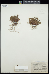 Sibbaldia procumbens image