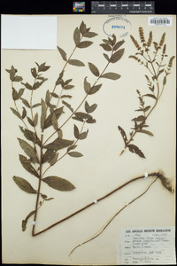 Mentha longifolia image