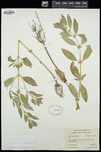 Mentha canadensis image