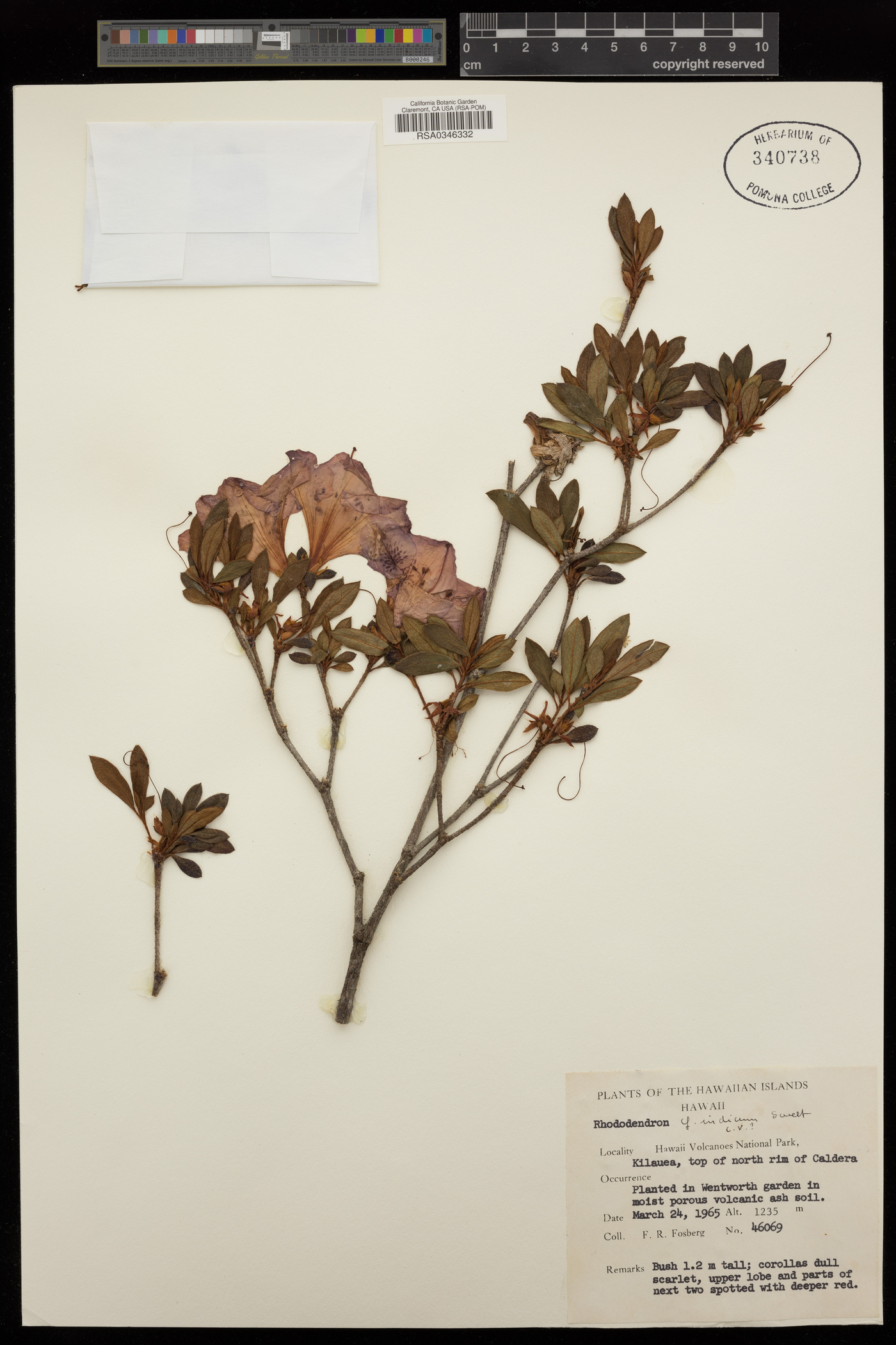 Rhododendron indicum image