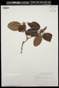 Rhododendron campylocarpum image