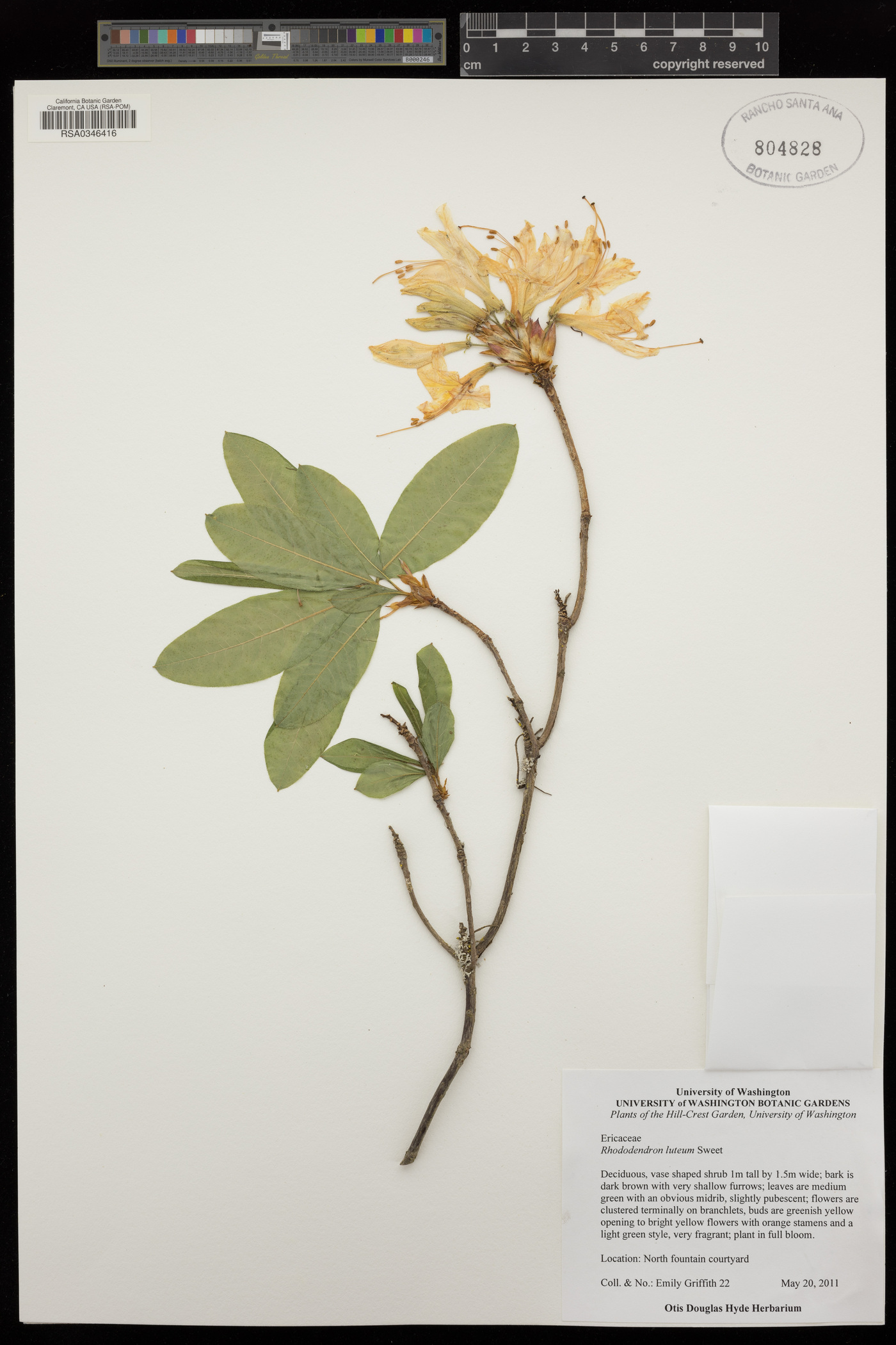 Rhododendron luteum image