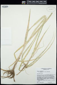 Bolboschoenus maritimus subsp. paludosus image