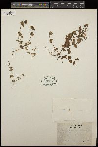 Clinopodium brownei image