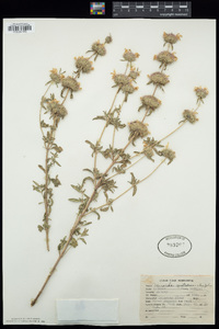 Monarda citriodora subsp. austromontana image