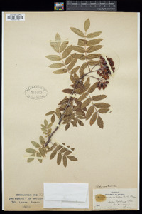 Sorbus dumosa image