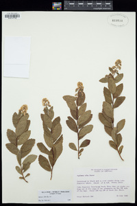 Spiraea alba image