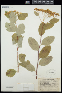 Spiraea corymbosa image