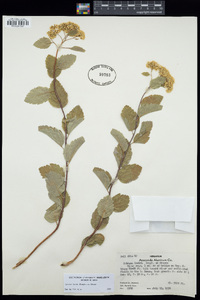 Spiraea lucida image