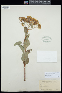 Spiraea lucida image