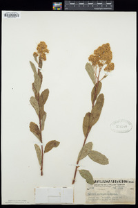 Spiraea pyramidata image