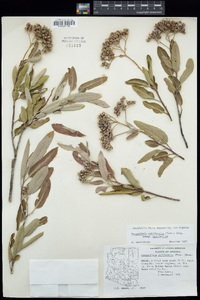 Vauquelinia californica subsp. californica image