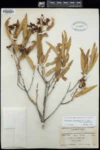 Vauquelinia californica subsp. californica image