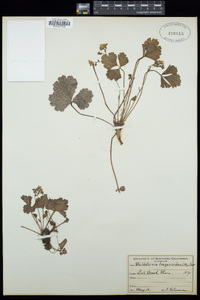 Waldsteinia fragarioides image