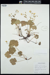 Waldsteinia idahoensis image