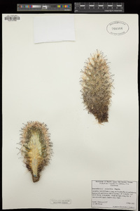 Mammillaria tetrancistra image