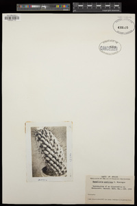 Mammillaria armillata image