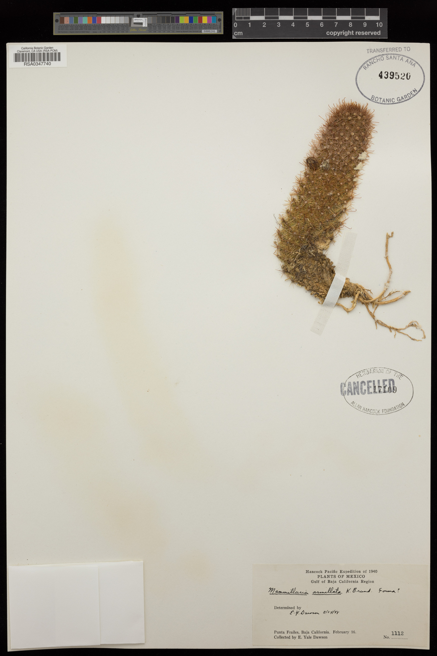 Mammillaria armillata image