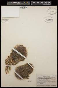 Mammillaria johnstonii image