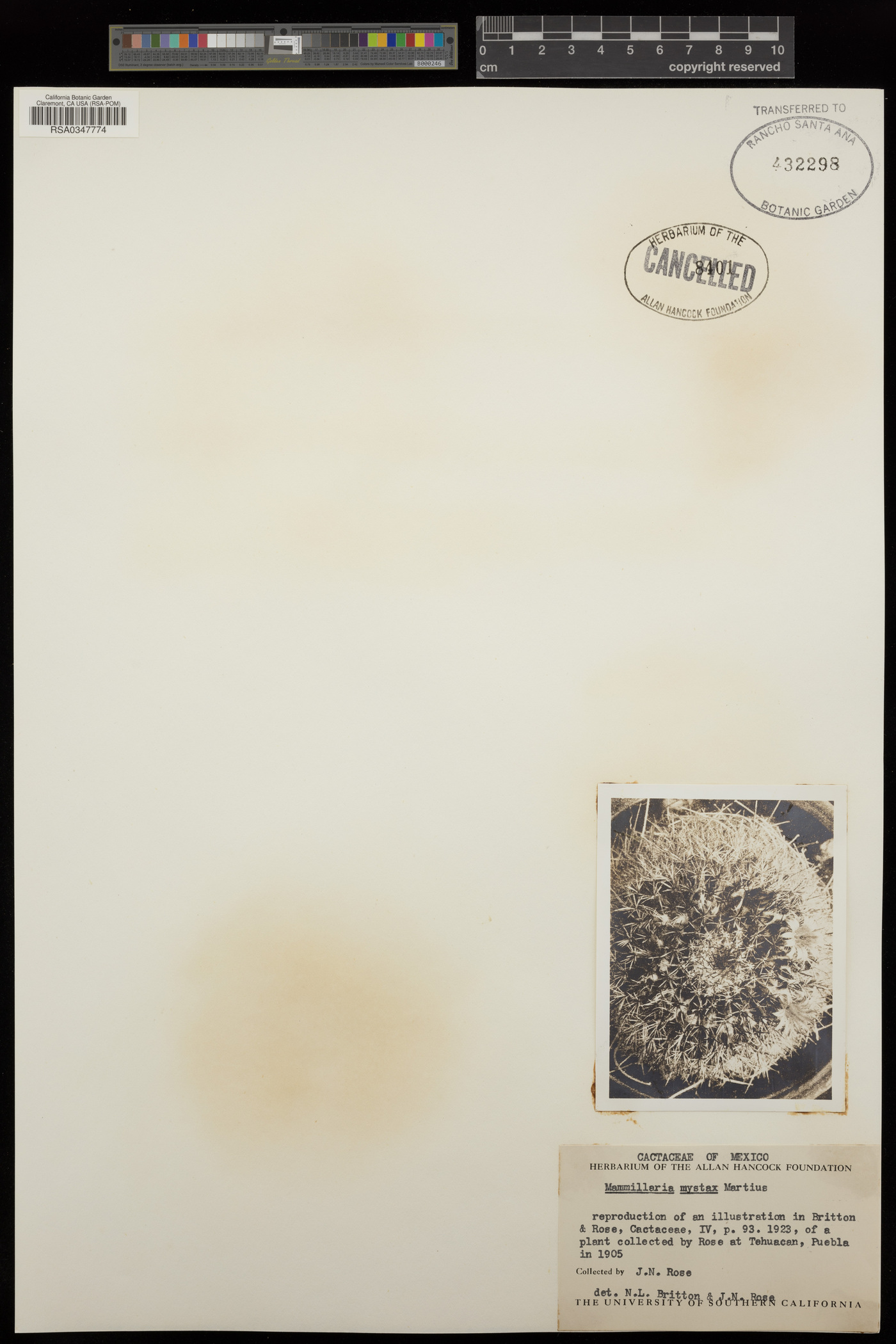 Mammillaria mystax image