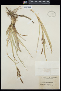 Carex nebraskensis image