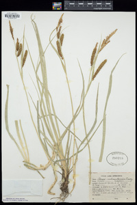 Carex nebraskensis image