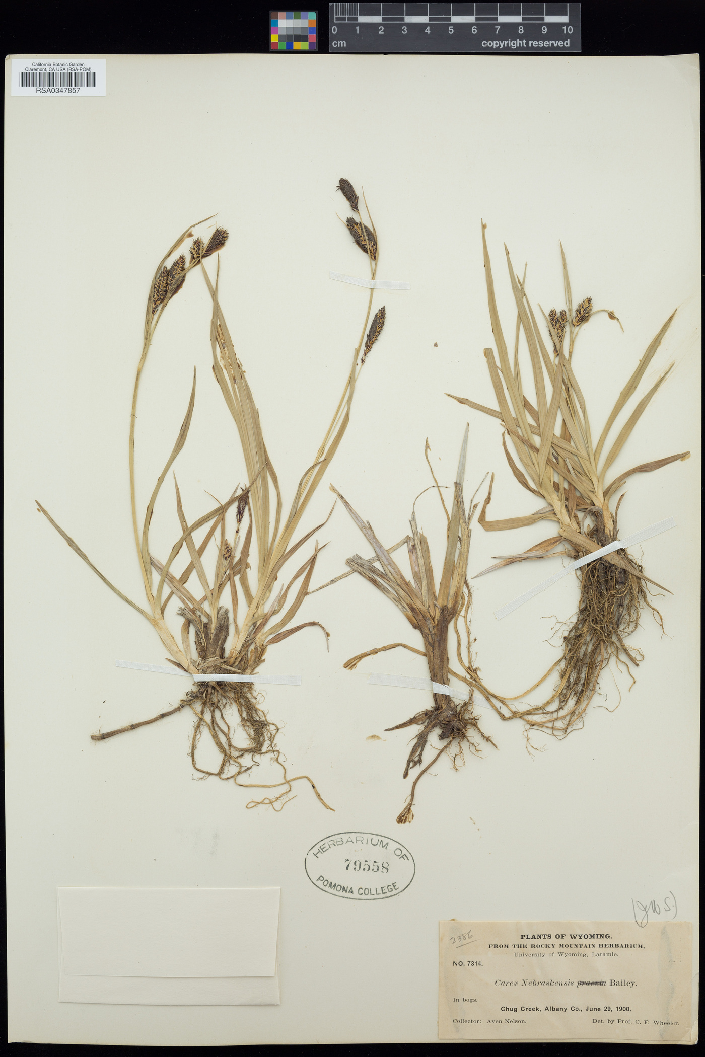 Carex nebraskensis image