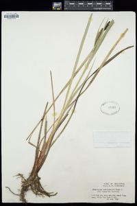 Carex nebraskensis image