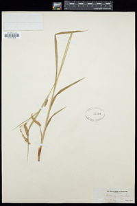 Carex gynandra image