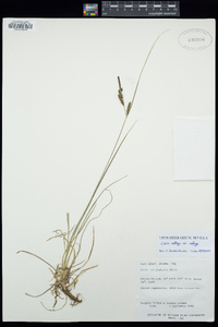 Carex kelloggii var. kelloggii image