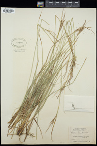 Carex goodenowii image