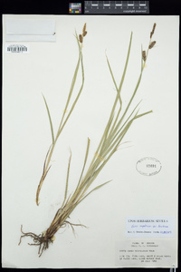 Carex scopulorum var. bracteosa image