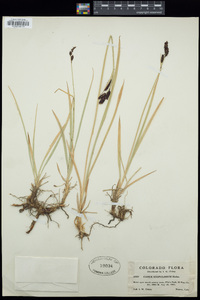 Carex scopulorum image