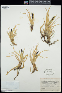 Carex scopulorum image