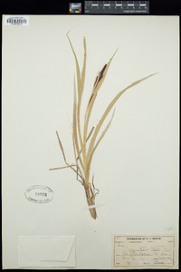 Carex aquatilis image